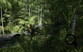 Tropical Forest